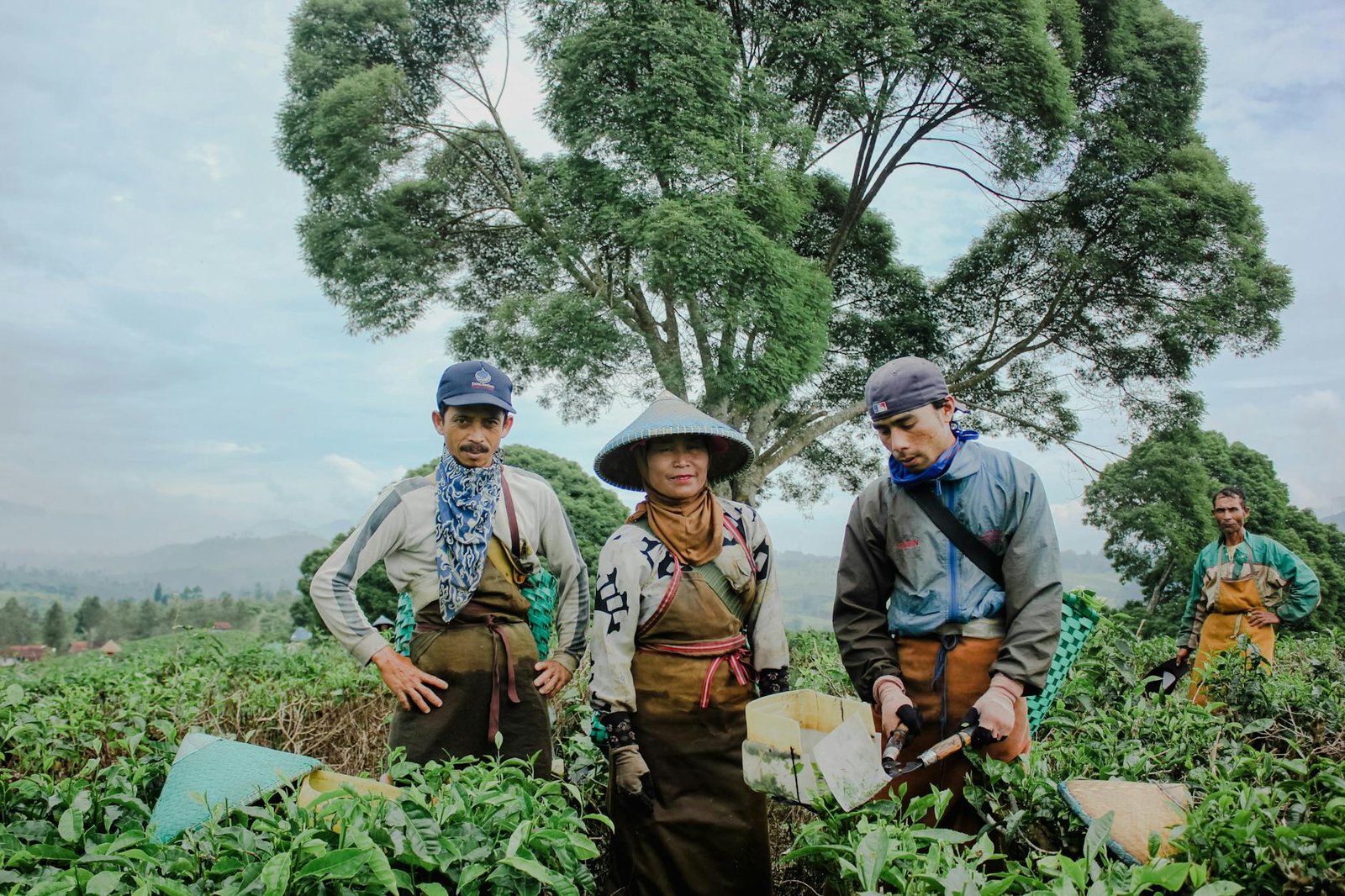 indonesia tea